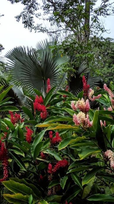 Jungle Beach 2 Bedroom Cottage Bocas Town Exterior foto